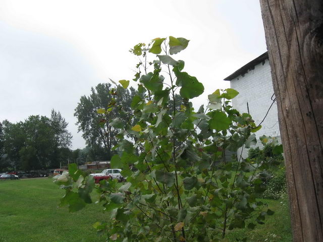 Plymouth Drive-In - 2010 Photo (newer photo)